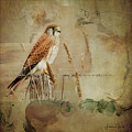 Australian Kestrel