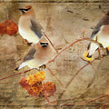 Out on a Limb