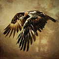 Wedge-Tailed Eagle