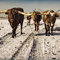 Longhorns in the Snow #2