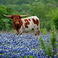 Sprite in the Bluebonnets