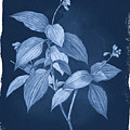 Botanical Cyanotype Series No. One