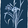 Botanical Cyanotype Series No. Six