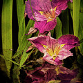 Lilies by the Pond