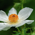White Prickly Poppy